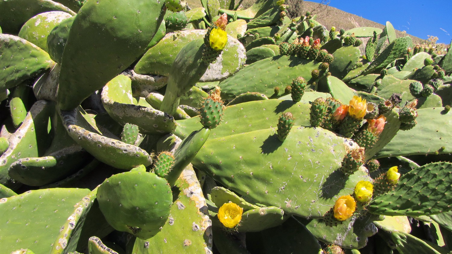 Cactuses in full blossom